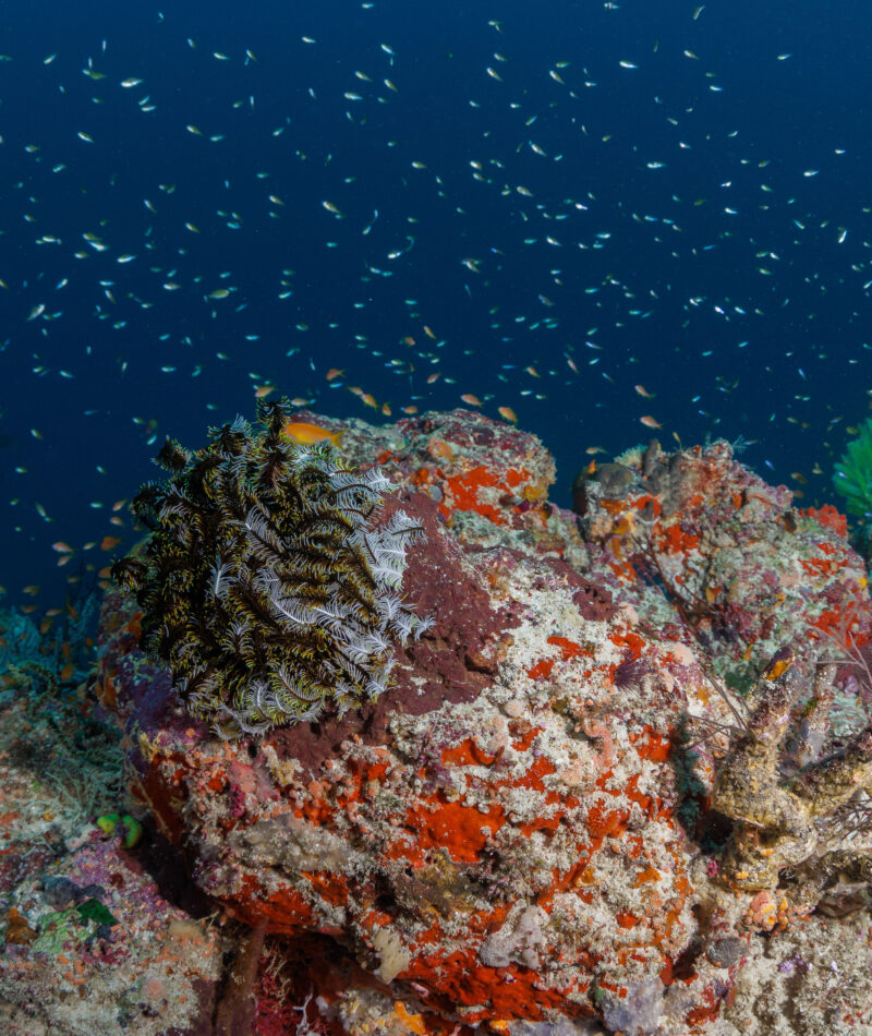 diving